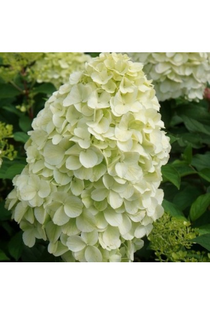 Білий сорт гортензії ’Геркулес’ із великими суцвіттями